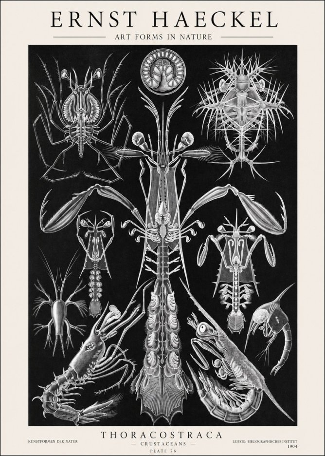 Ernst Haeckel Thoraocostraca - Crustaceans - Plate 76 No1 - Plakát