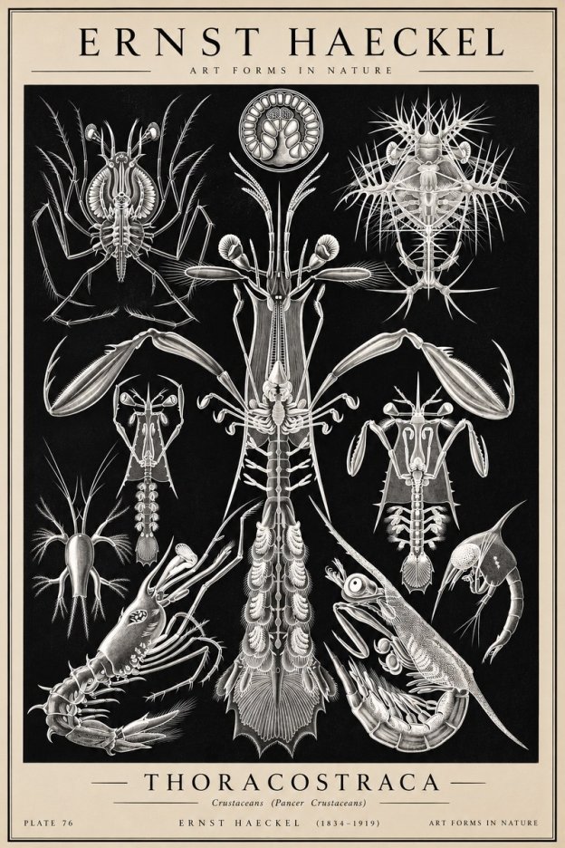 Ernst Haeckel Thoraocostraca - Crustaceans - Plate 76 No2 - Plakát