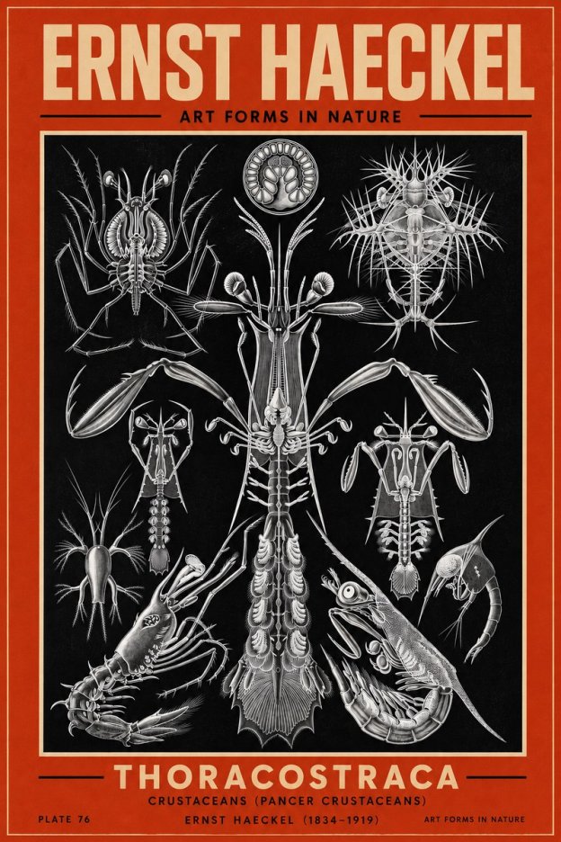 Ernst Haeckel Thoraocostraca - Crustaceans - Plate 76 No3 - Plakát