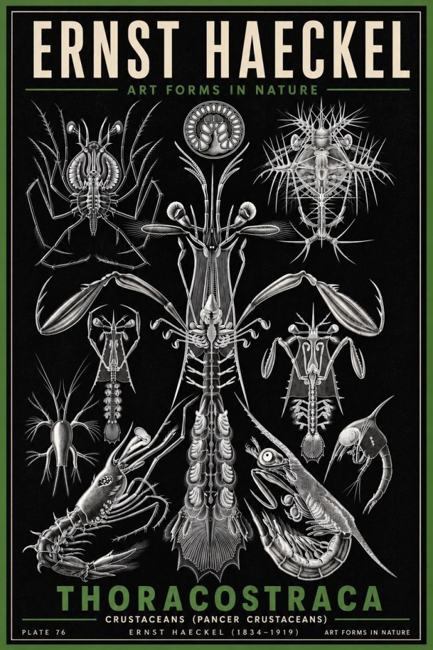 Ernst Haeckel Thoraocostraca - Crustaceans - Plate 76 No6 - Plakát