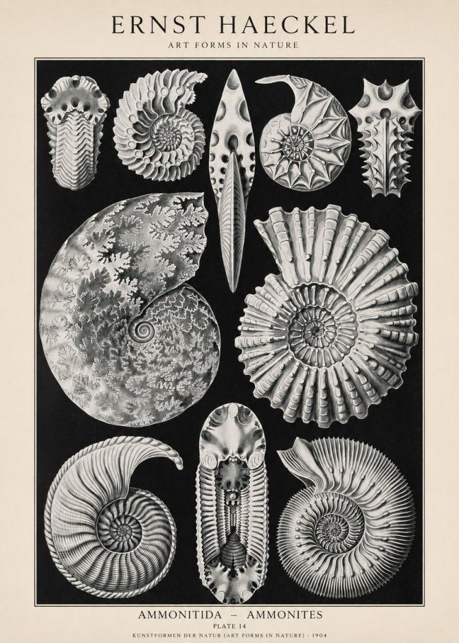 Ernst Haeckel Ammonitida - Ammonites No1 - Plakát