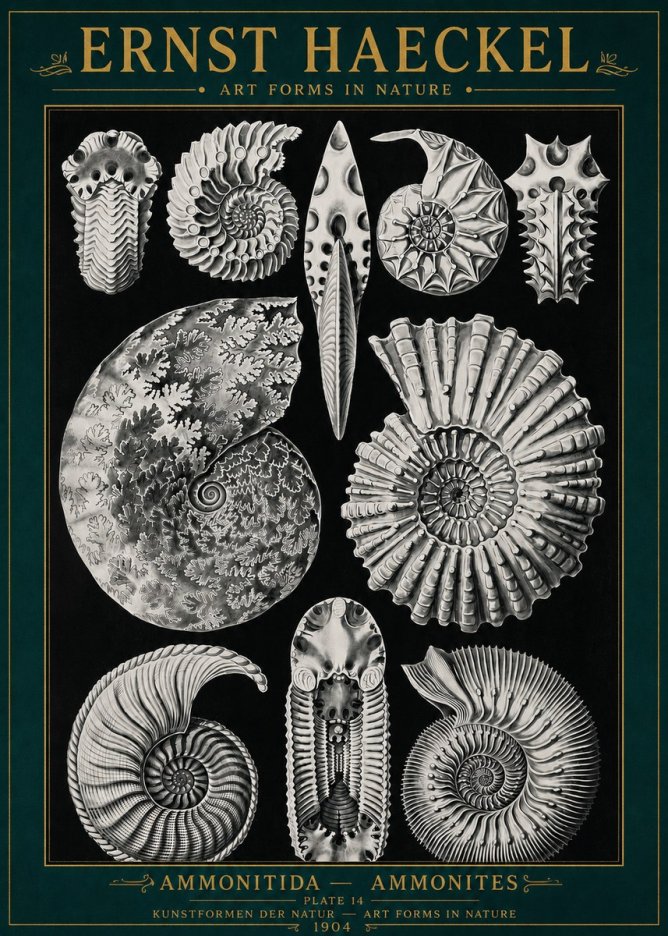 Ernst Haeckel Ammonitida - Ammonites No4 - Plakát