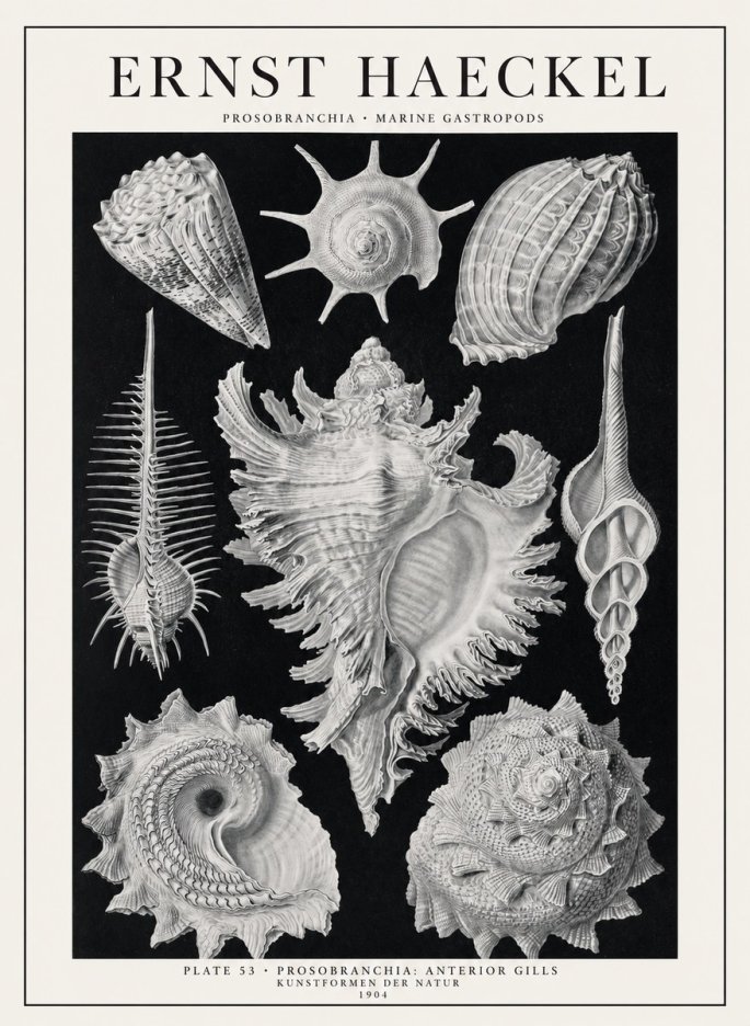 Ernst Haeckel Prosobranchia - Marine Gastropods No1 - Plakát