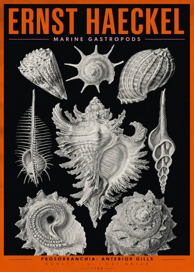 Ernst Haeckel Prosobranchia - Marine Gastropods No2 - Plakát