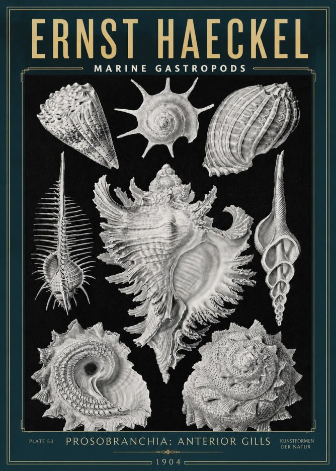 Ernst Haeckel Prosobranchia - Marine Gastropods No3 - Plakát