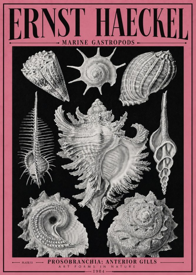 Ernst Haeckel Prosobranchia - Marine Gastropods No4 - Plakát