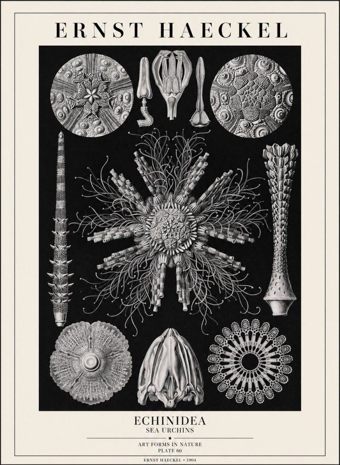 Ernst Haeckel Echinidea Sea Urchins No1 - Plakát