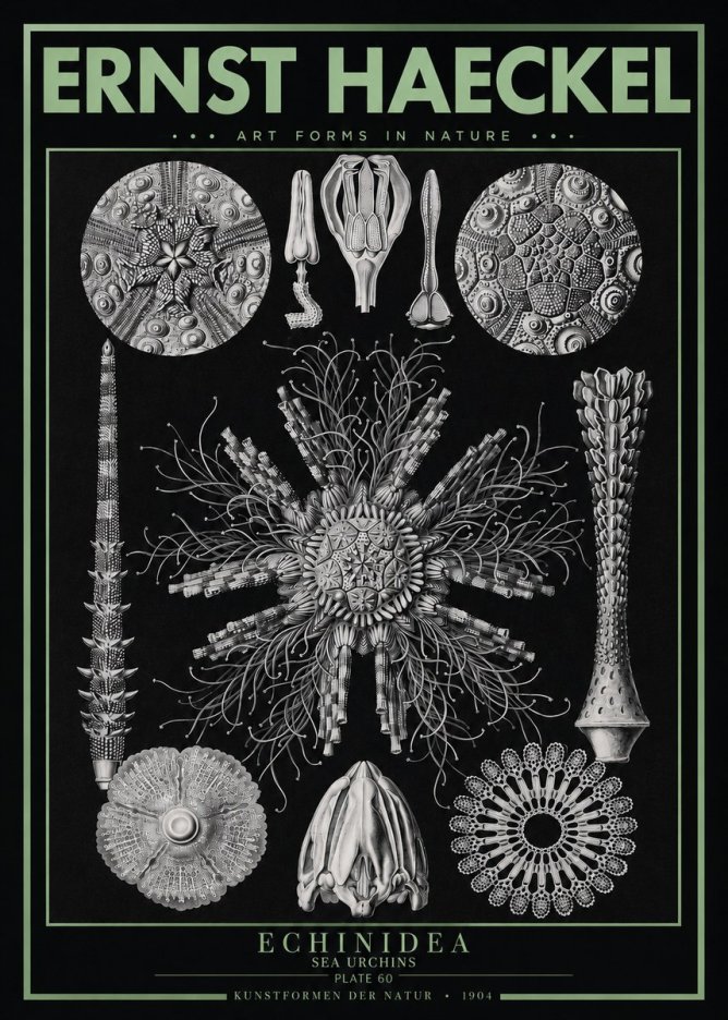 Ernst Haeckel Echinidea Sea Urchins No3 - Plakát