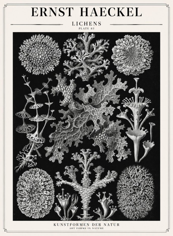 Ernst Haeckel Lichens - Plate 83 No1 - Plakát