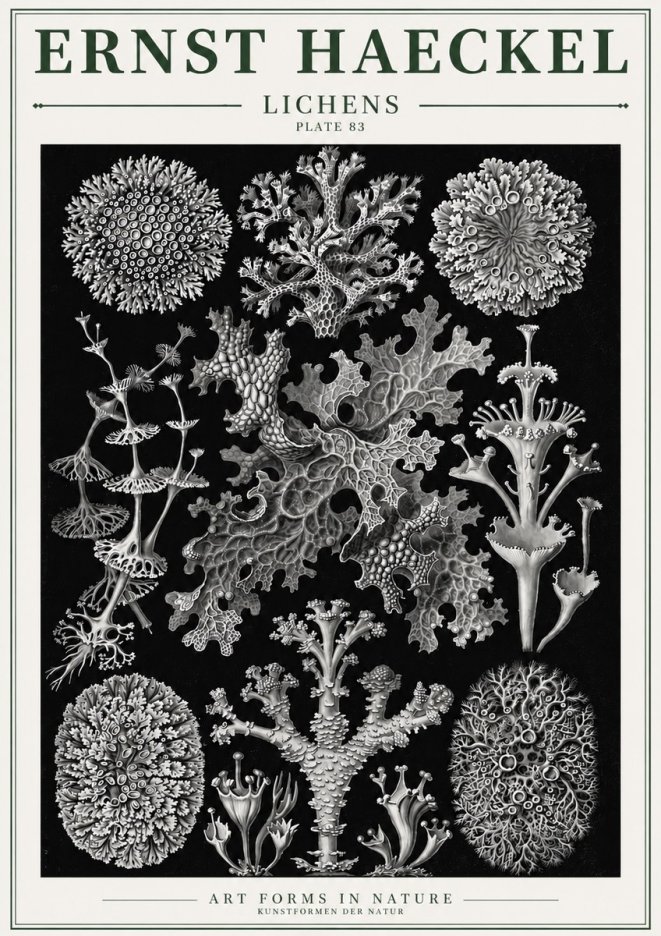 Ernst Haeckel Lichens - Plate 83 No3 - Plakát