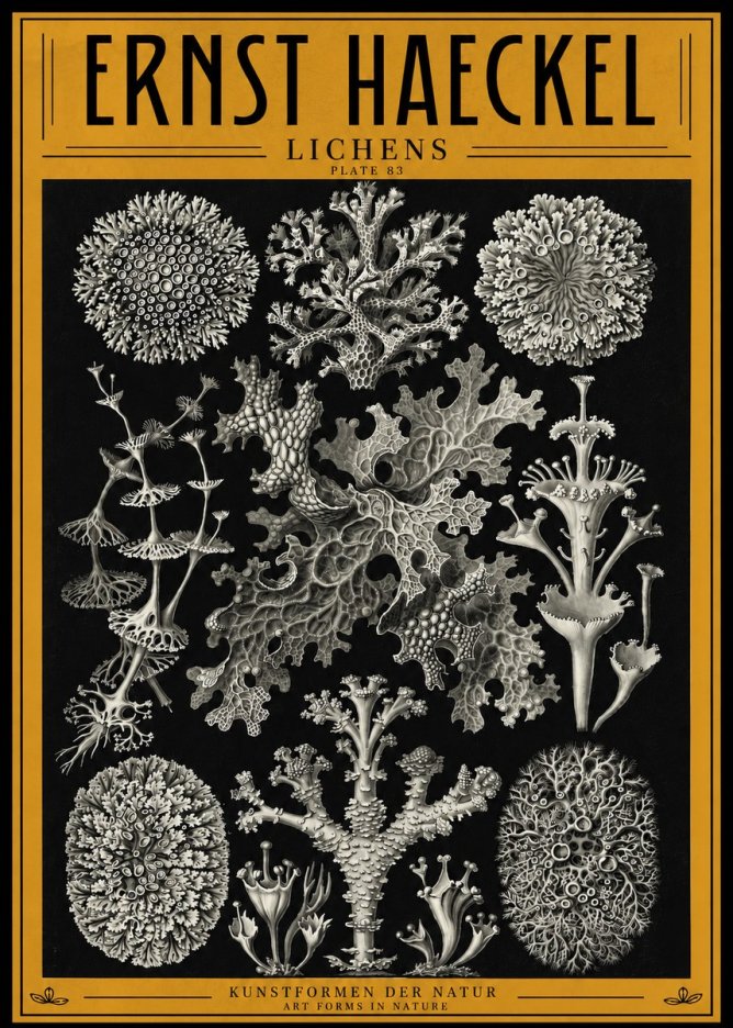 Ernst Haeckel Lichens - Plate 83 No4 - Plakát