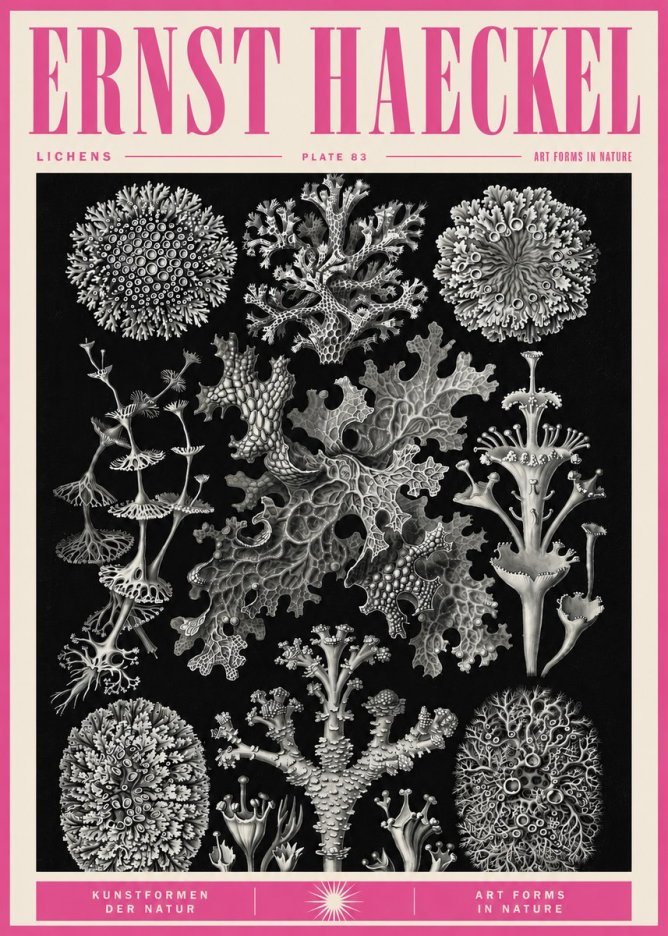 Ernst Haeckel Lichens - Plate 83 No5 - Plakát