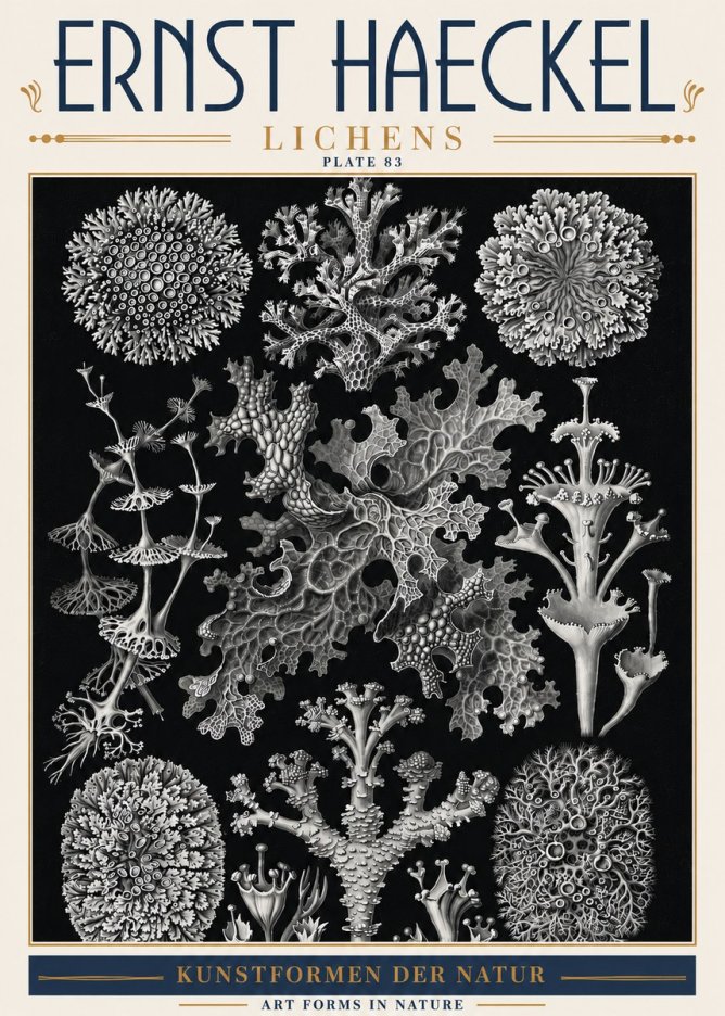 Ernst Haeckel Lichens - Plate 83 No6 - Plakát