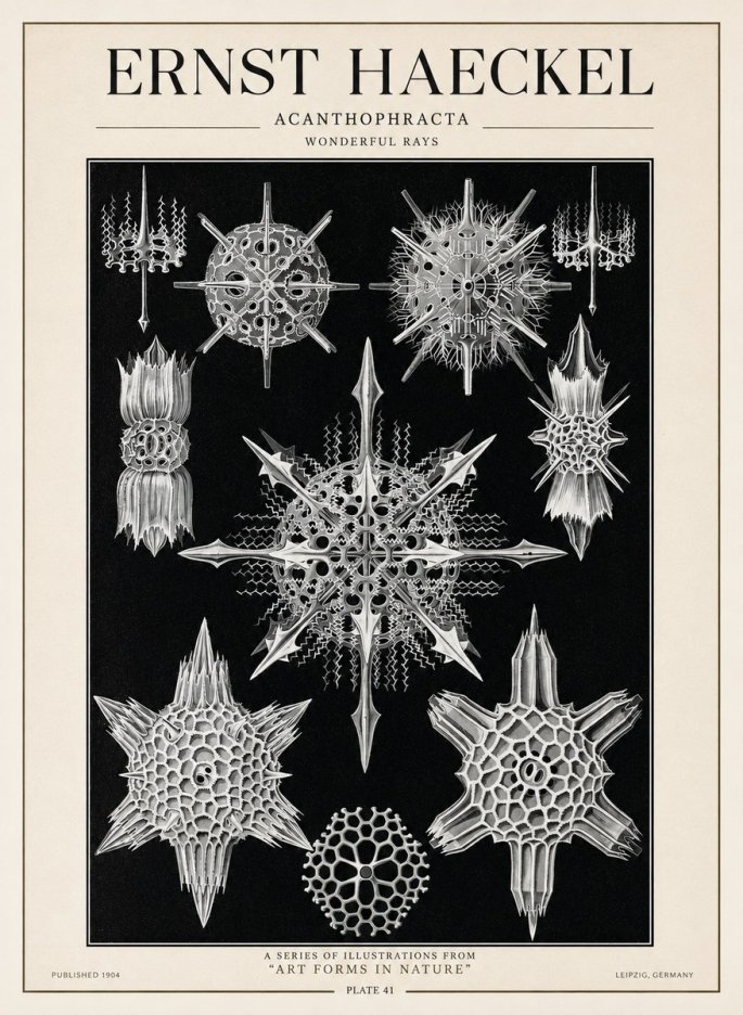 Ernst Haeckel Acanthophracta - Wonderful Rays No1 - Plakát