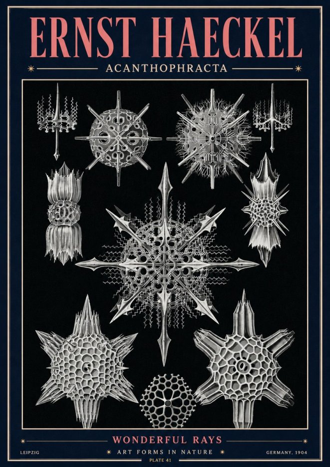 Ernst Haeckel Acanthophracta - Wonderful Rays No4 - Plakát