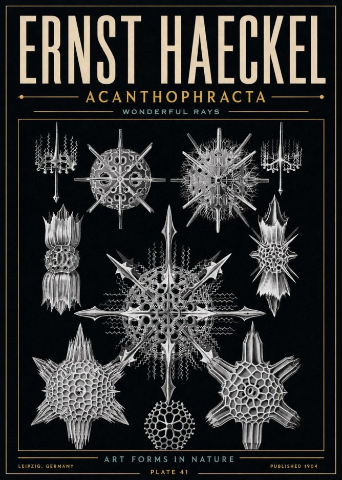 Ernst Haeckel Acanthophracta - Wonderful Rays No6 - Plakát