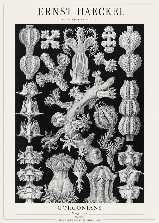 Ernst Haeckel Gorgonians No1 - Plakát