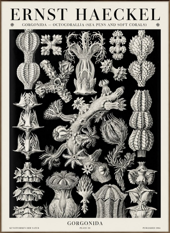 Ernst Haeckel Gorgonians No6 - Plakát