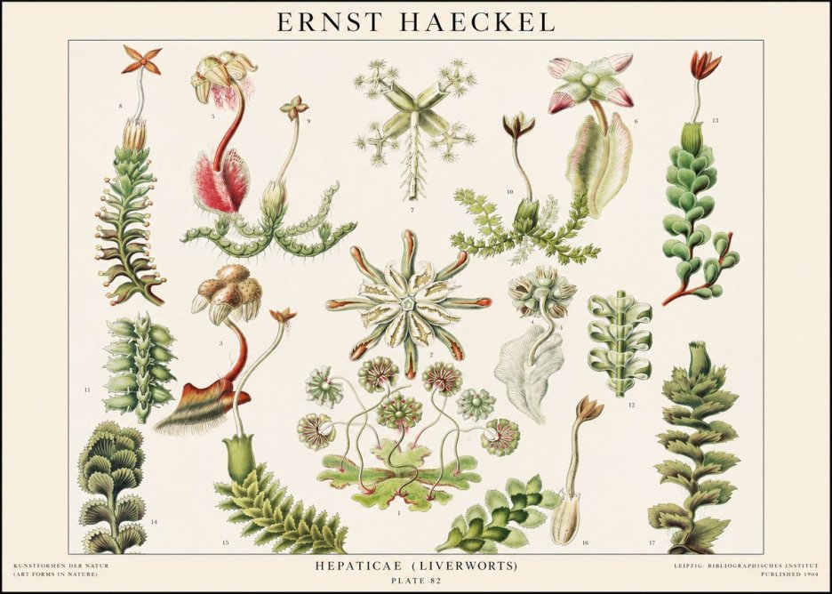 Ernst Haeckel Hepaticae (Liverworts) - Plate 82 No1 - Plakát