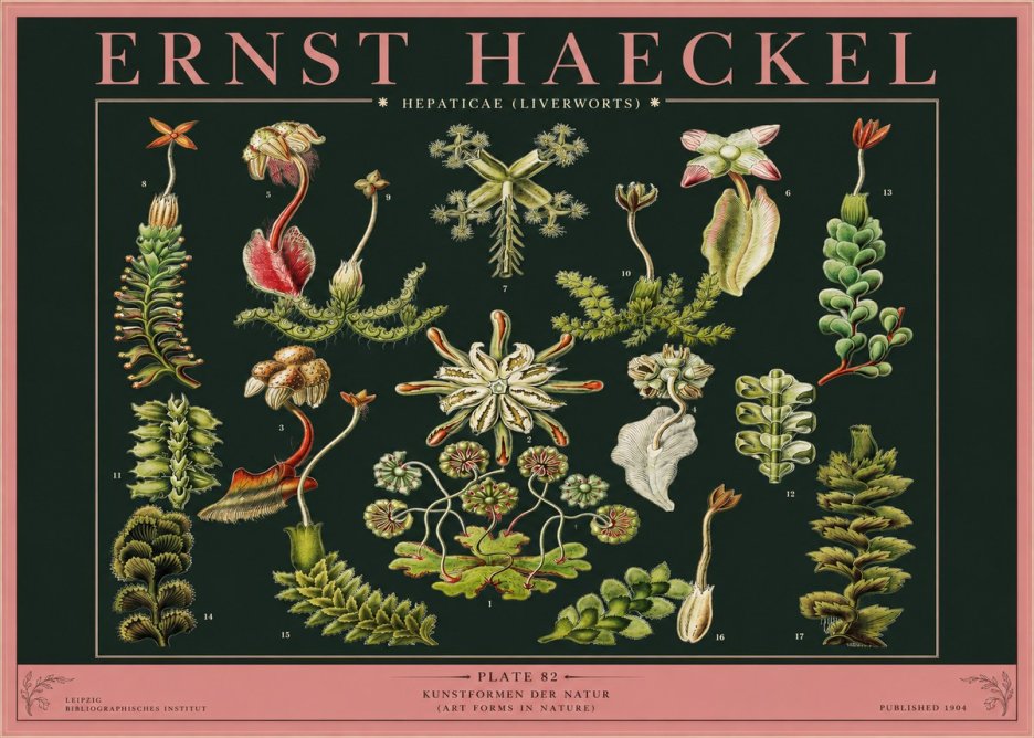 Ernst Haeckel Hepaticae (Liverworts) - Plate 82 No2 - Plakát