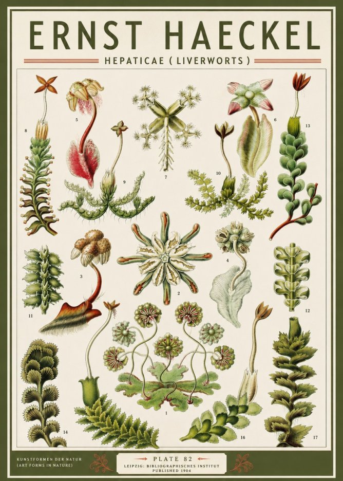 Ernst Haeckel Hepaticae (Liverworts) - Plate 82 No3 - Plakát