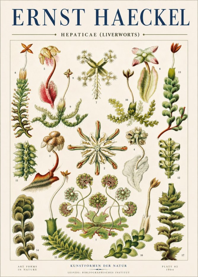 Ernst Haeckel Hepaticae (Liverworts) - Plate 82 No4 - Plakát