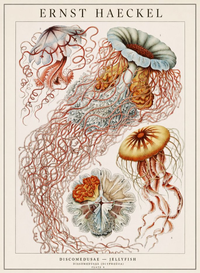 Ernst Haeckel Discomedusae — Jellyfish No1 - Plakát