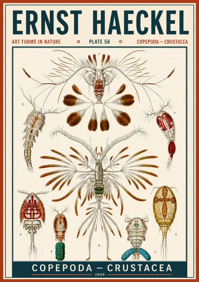 Ernst Haeckel Copepoda — Crustacea Plate 56 No6 - Plakát