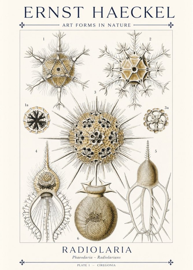 Ernst Haeckel Radiolaria - Plate 1 - Ciregonia No1 - Plakát