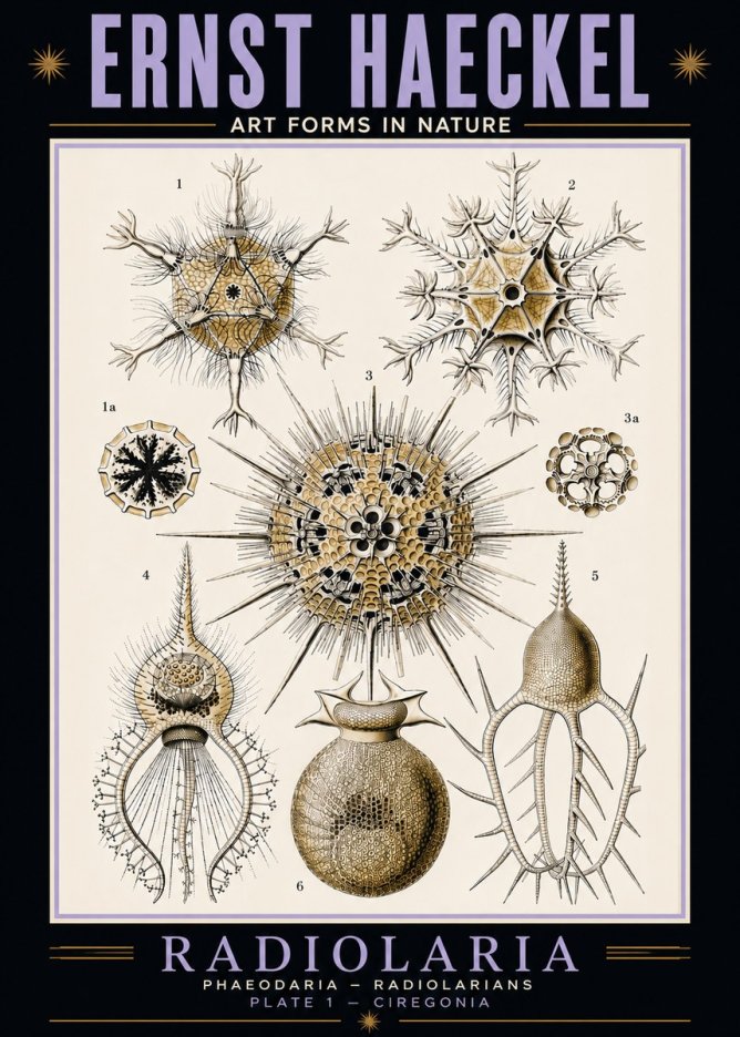 Ernst Haeckel Radiolaria - Plate 1 - Ciregonia No5 - Plakát