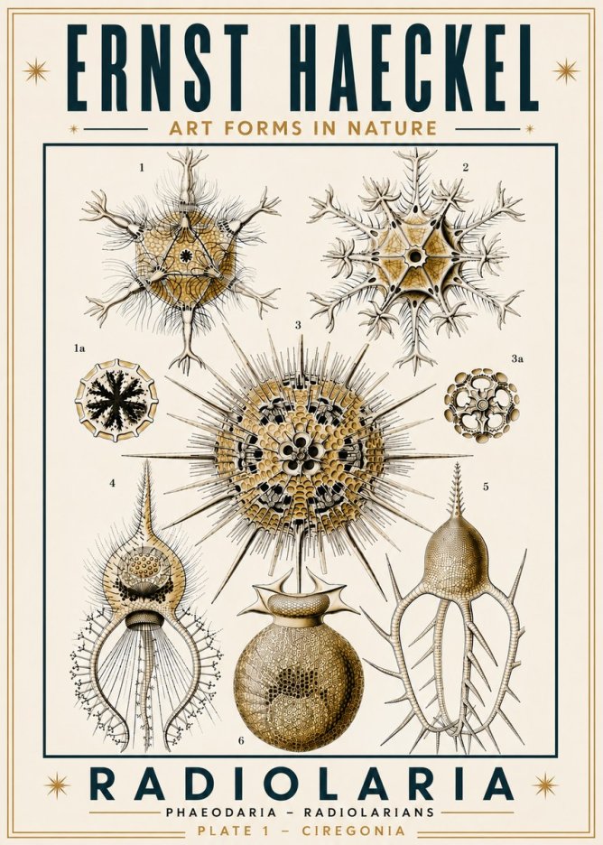 Ernst Haeckel Radiolaria - Plate 1 - Ciregonia No6 - Plakát