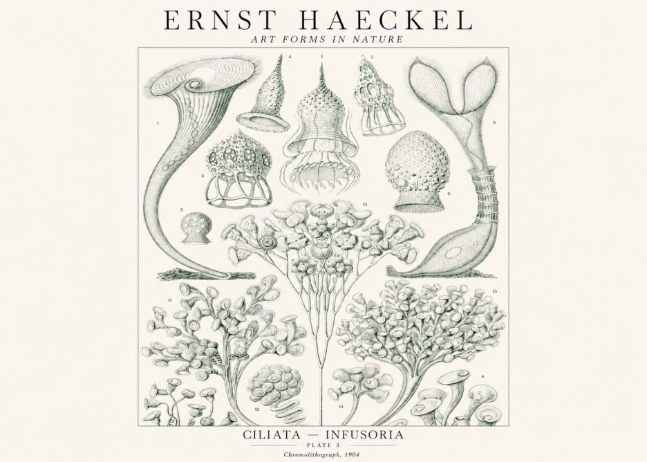Ernst Haeckel Ciliata - Infusoria - Plate 3 No1 - Plakát