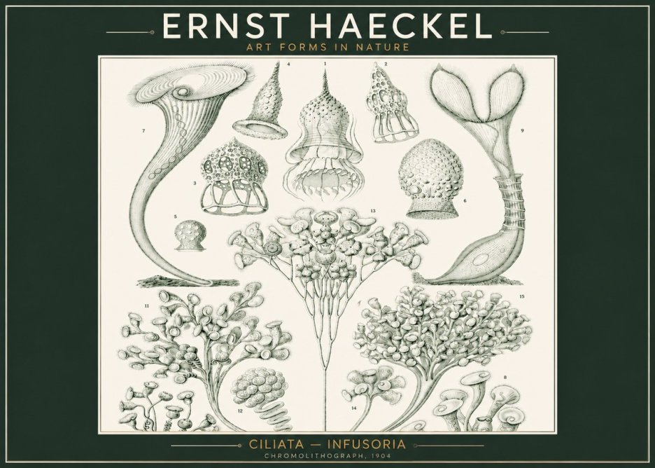 Ernst Haeckel Ciliata - Infusoria - Plate 3 No2 - Plakát