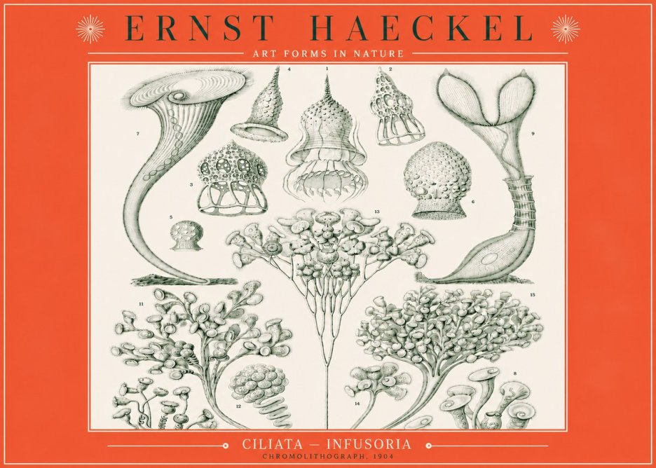 Ernst Haeckel Ciliata - Infusoria - Plate 3 No3 - Plakát