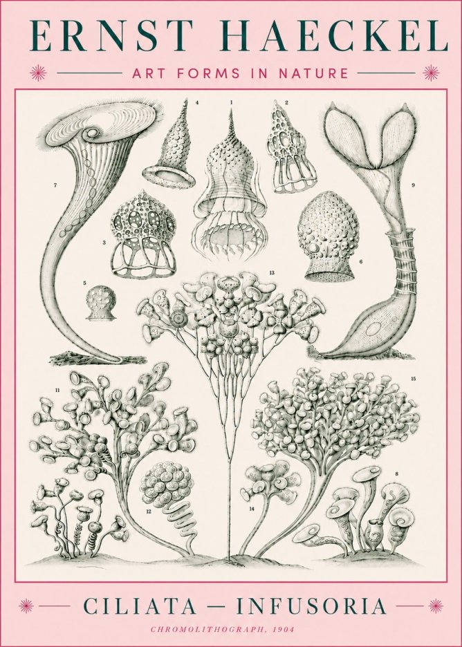 Ernst Haeckel Ciliata - Infusoria - Plate 3 No5 - Plakát