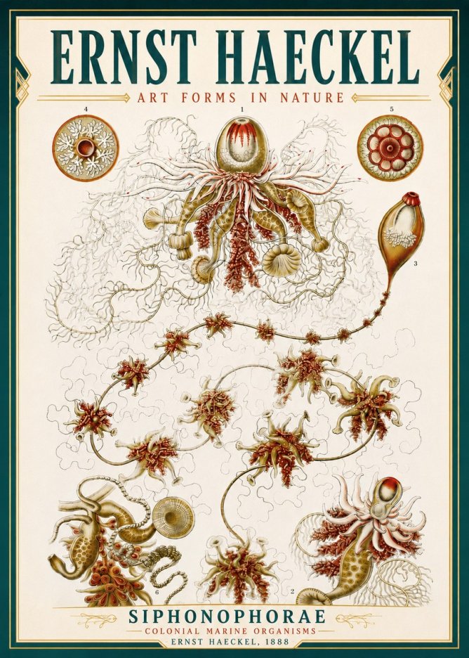Ernst Haeckel Siphonophorae No4 - Plakát