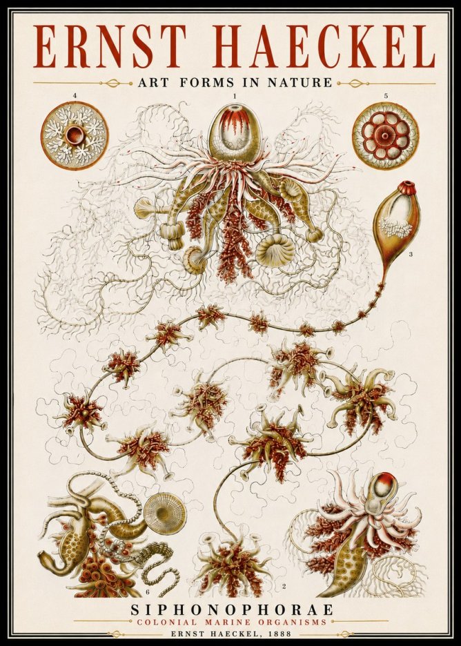 Ernst Haeckel Siphonophorae No6 - Plakát