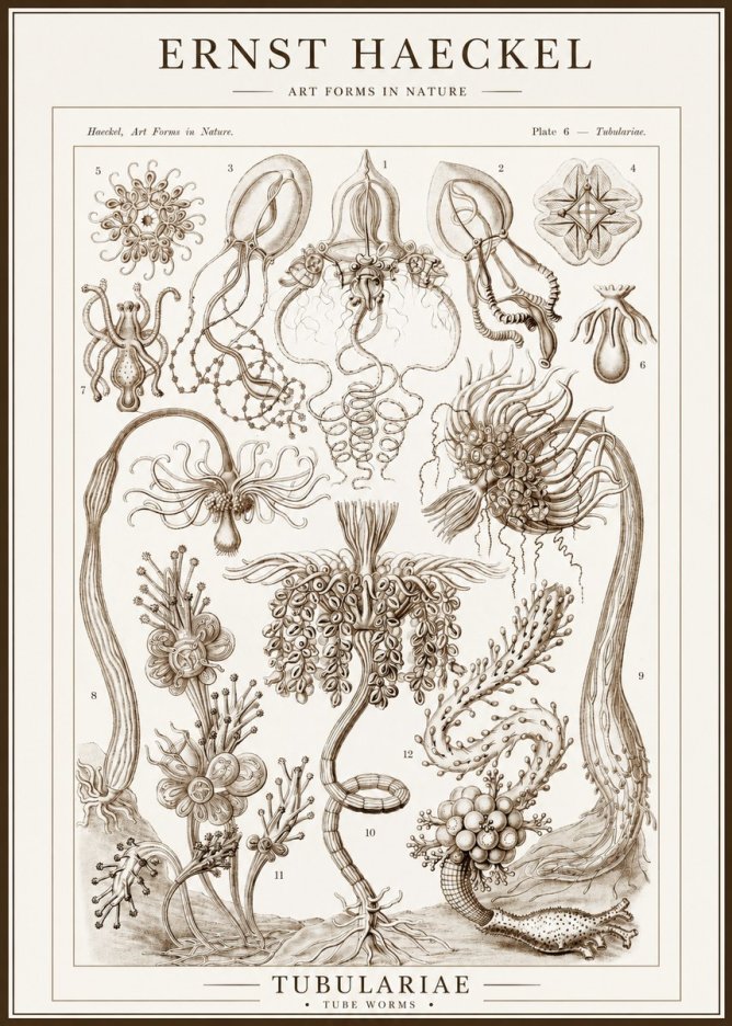 Ernst Haeckel Tubulariae No1 - Plakát
