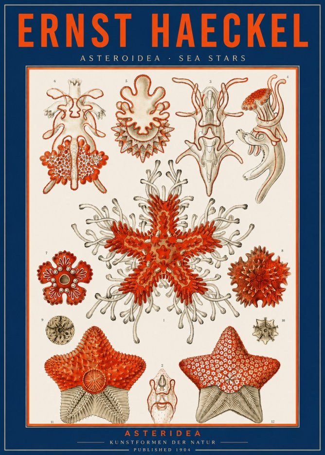 Ernst Haeckel Asteroidea. Sea Stars No2 - Plakát