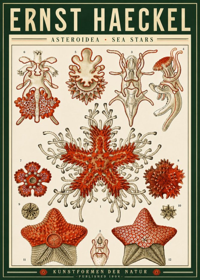 Ernst Haeckel Asteroidea. Sea Stars No4 - Plakát