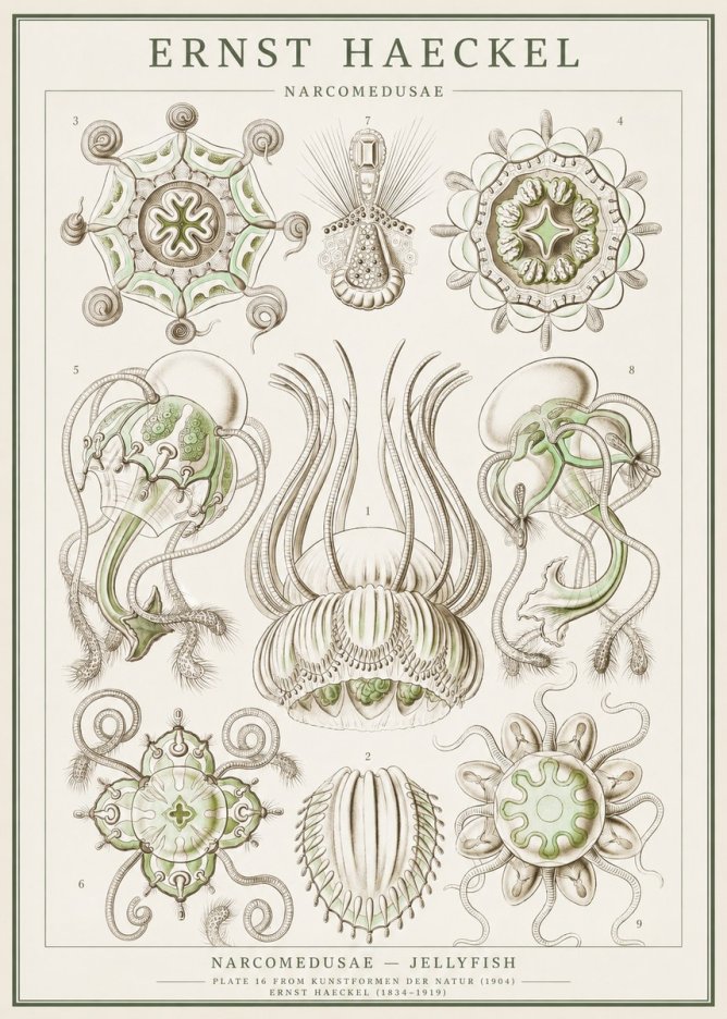 Ernst Haeckel Narcomedusae - Jellyfish No1 - Plakát
