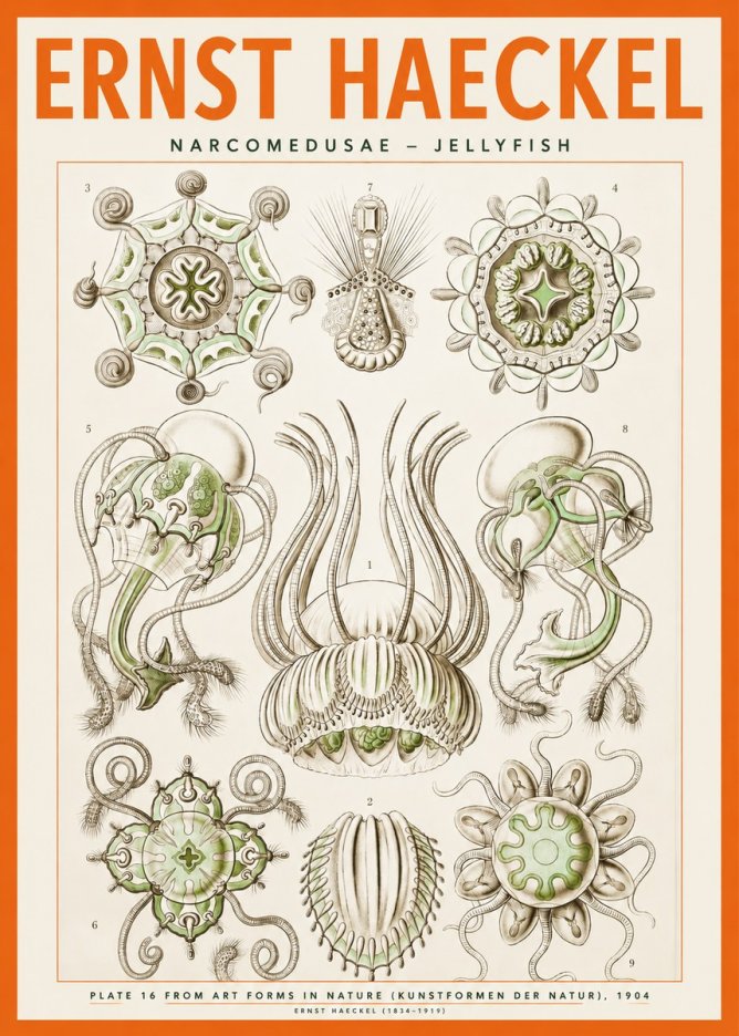 Ernst Haeckel Narcomedusae - Jellyfish No2 - Plakát