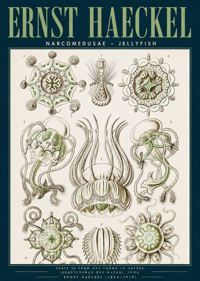 Ernst Haeckel Narcomedusae - Jellyfish No3 - Plakát