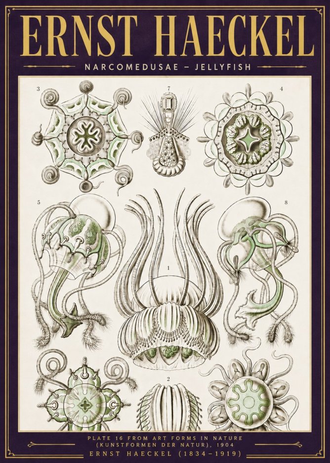 Ernst Haeckel Narcomedusae - Jellyfish No6 - Plakát