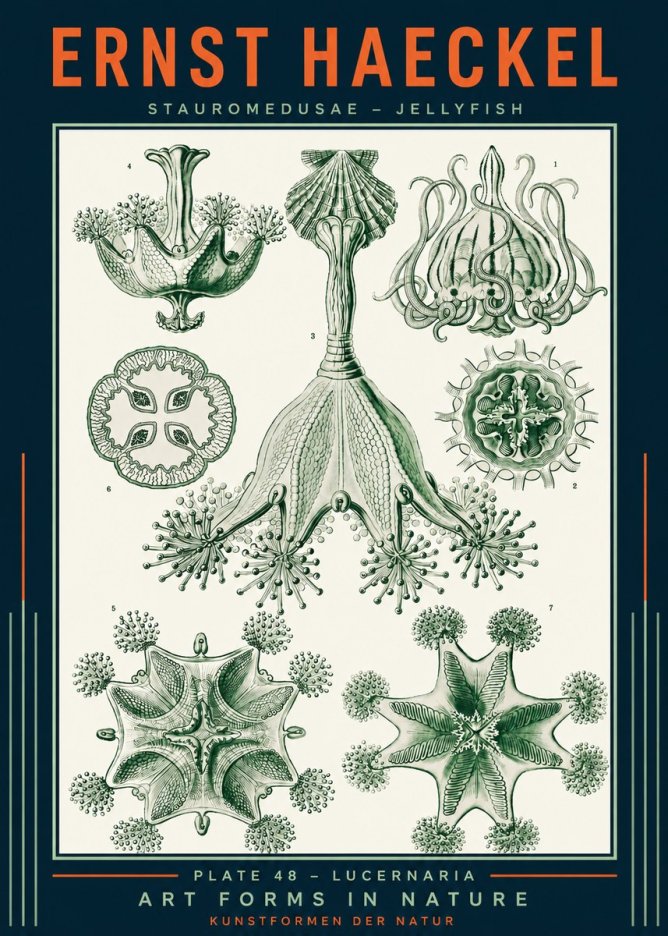 Ernst Haeckel Stauromedusae – Jellyfish No2 - Plakát