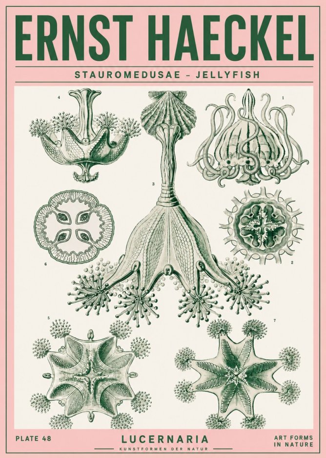 Ernst Haeckel Stauromedusae – Jellyfish No4 - Plakát