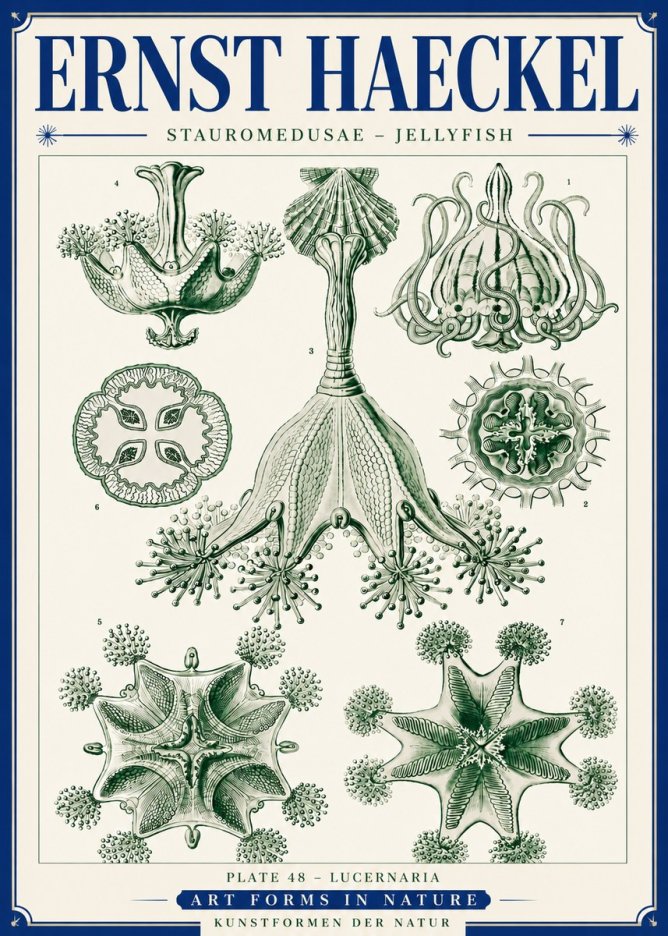 Ernst Haeckel Stauromedusae – Jellyfish No6 - Plakát