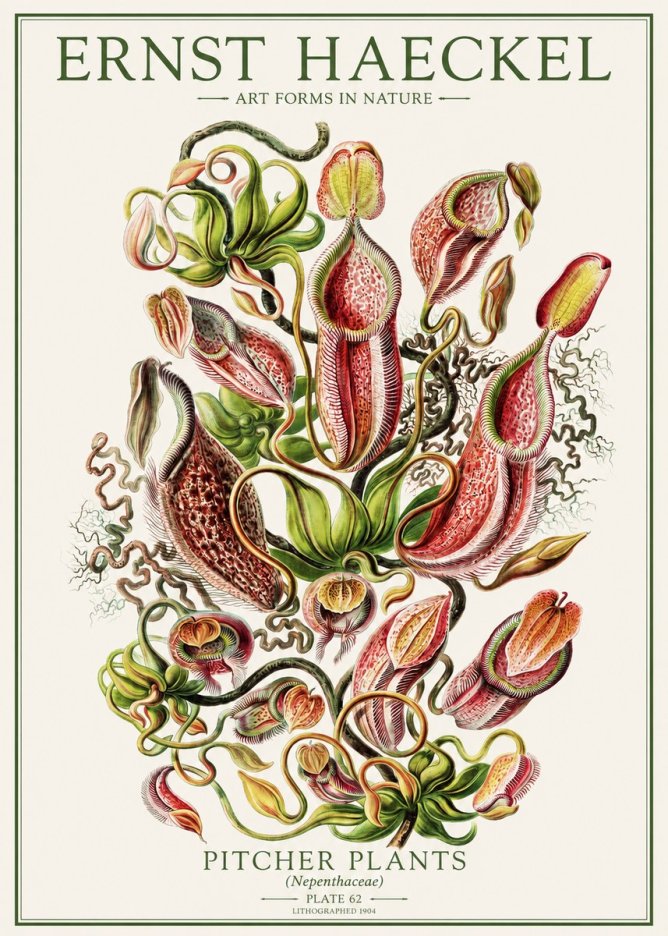 Ernst Haeckel Pitcher Plants No1 - Plakát