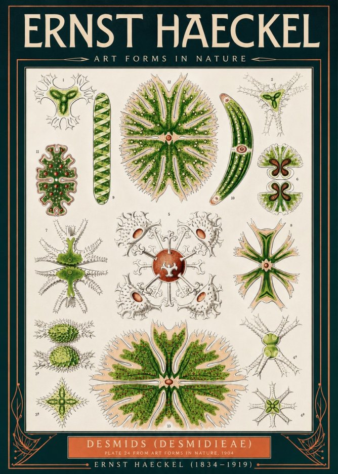 Ernst Haeckel Desmids (Desmidieae) No2 - Plakát