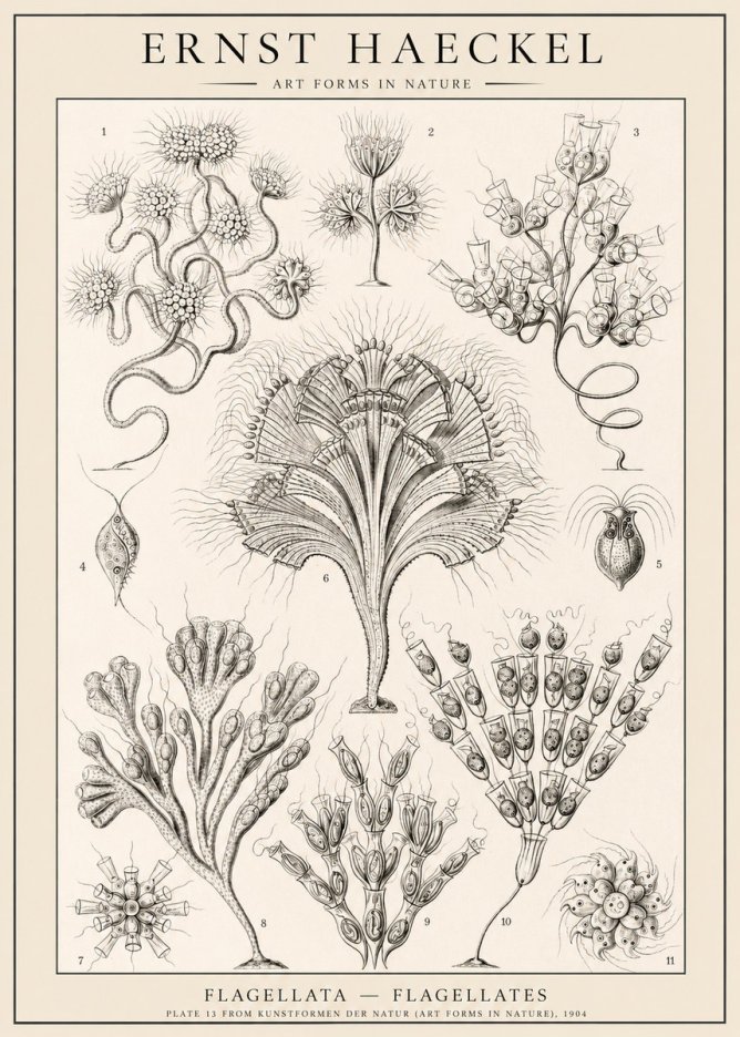 Ernst Haeckel Flagellata - Flagellates No1 - Plakát